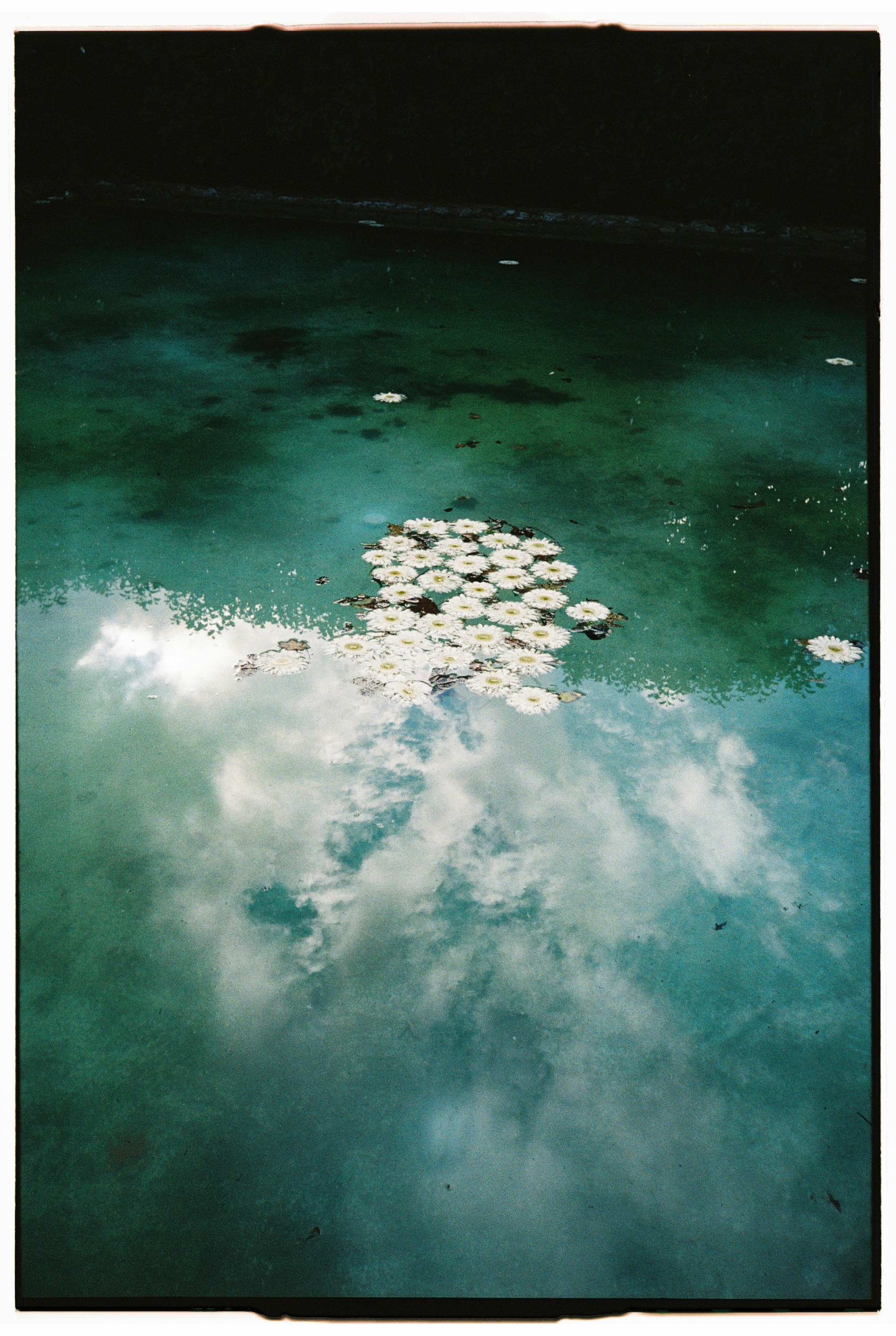 Tranquil pond surface reflecting clouds with scattered water lilies floating on turquoise water.